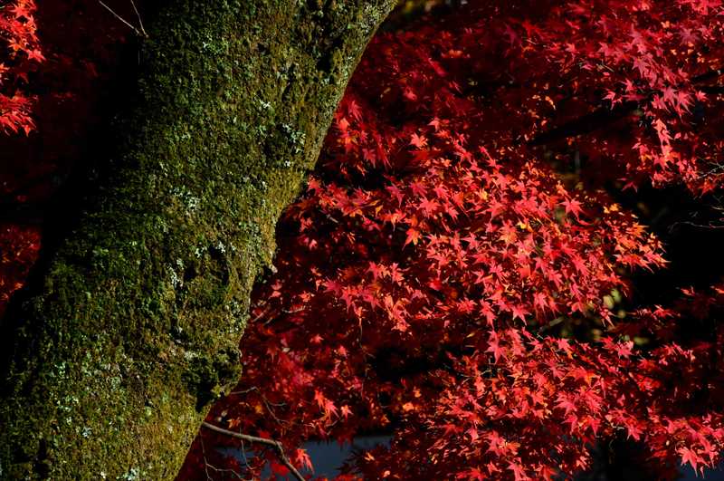 1006_修善寺_静岡