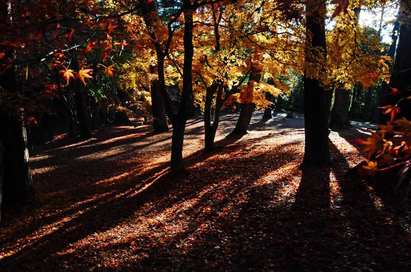 1012_修善寺_静岡