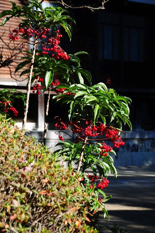1058_鎌倉円覚寺_神奈川