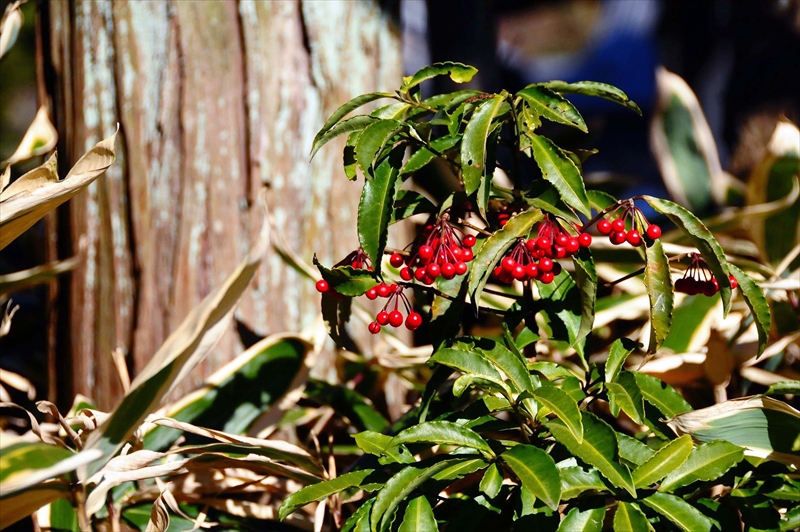 1060_鎌倉円覚寺_神奈川