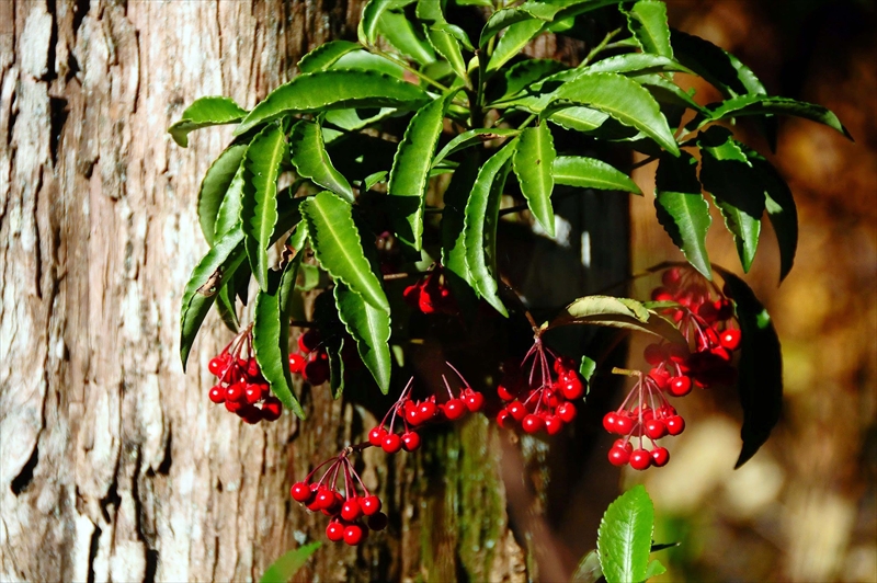 1062_鎌倉円覚寺_神奈川