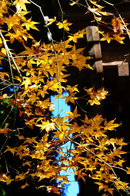 1067_鎌倉円覚寺_神奈川