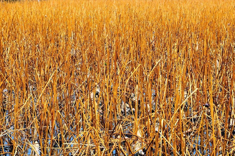 1032_不忍池_東京