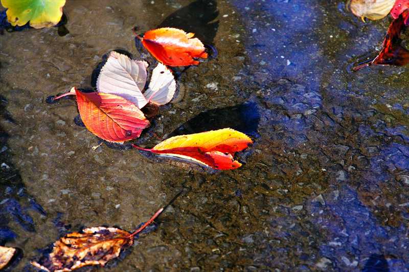 1012_游愁の美_日本