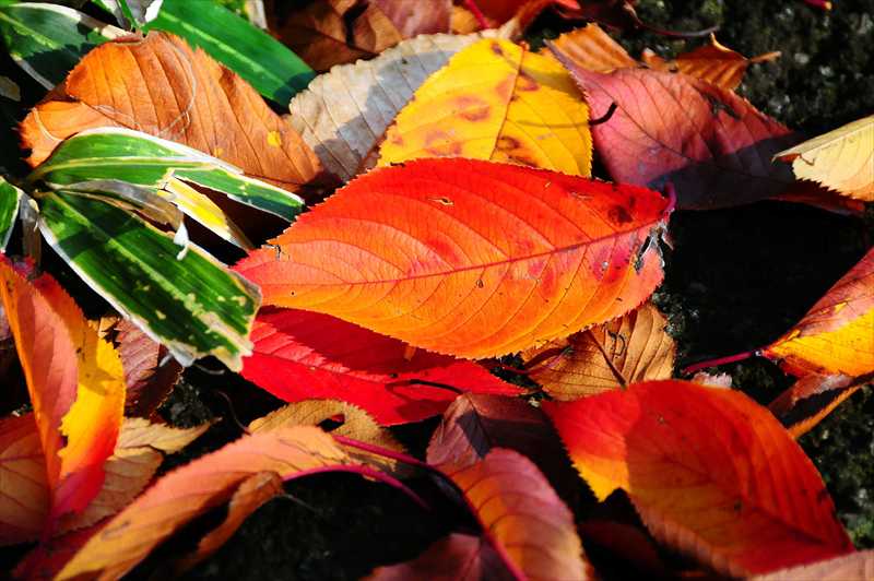 1014_游愁の美_日本