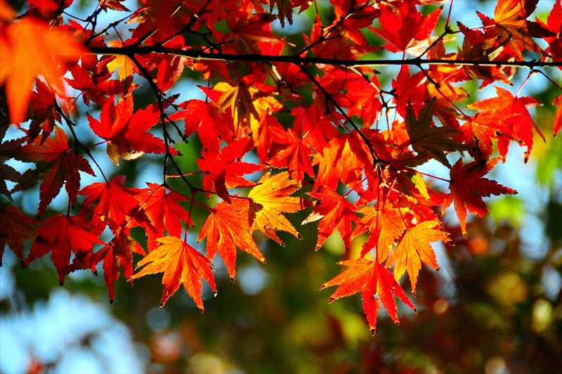 1017_游愁の美_日本