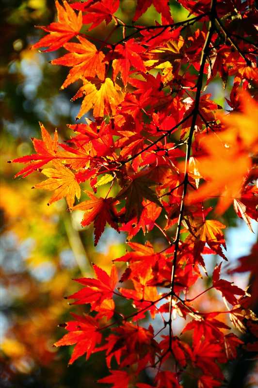 1018_游愁の美_日本