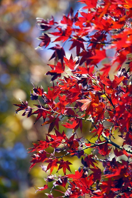 1117_横浜市新羽町_神奈川