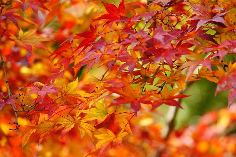 1003_後楽園_岡山