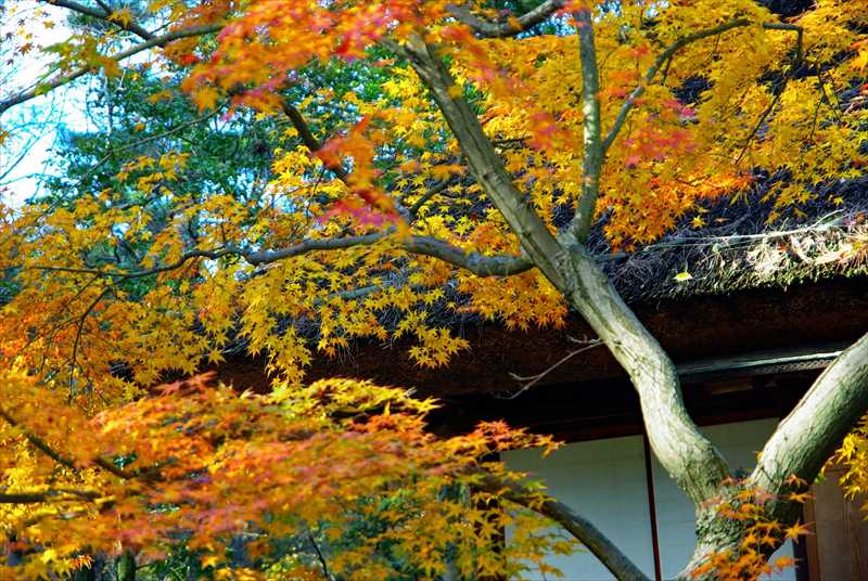 1005_後楽園_岡山