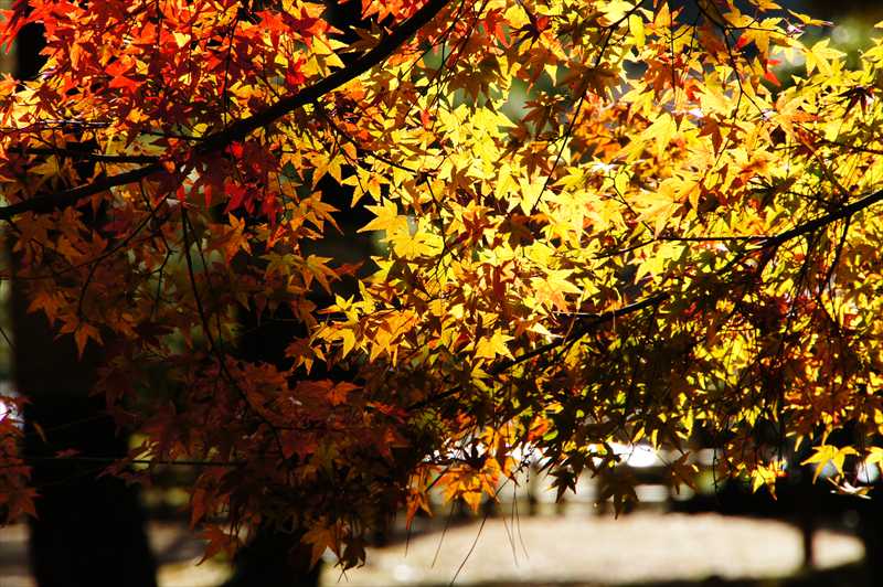 1008_後楽園_岡山