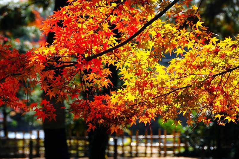 1009_後楽園_岡山