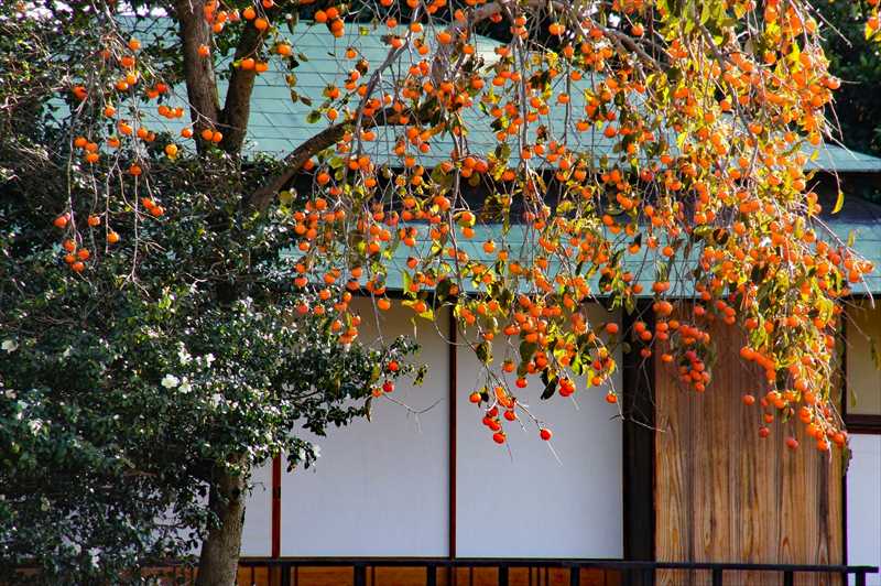 1012_後楽園_岡山