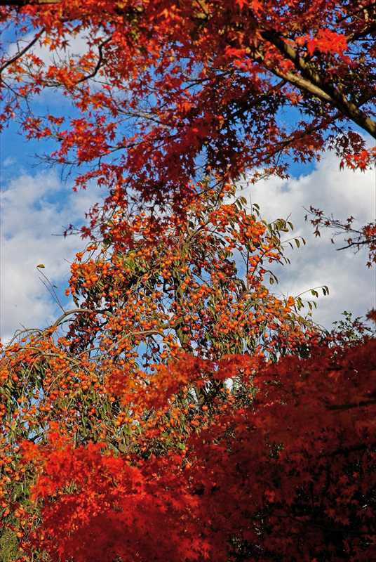 1014_後楽園_岡山