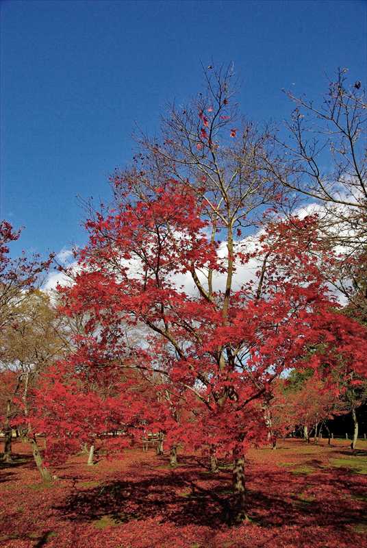1016_後楽園_岡山