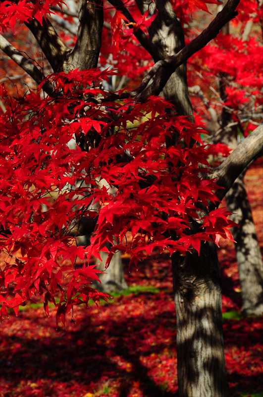 1019_後楽園_岡山