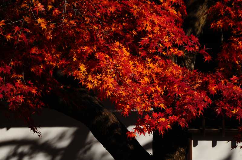 1027_後楽園_岡山