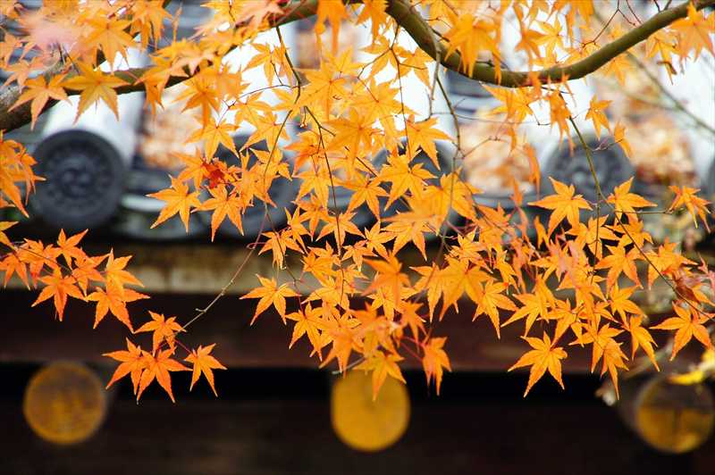 1009_洛南 宇治平等院_京都