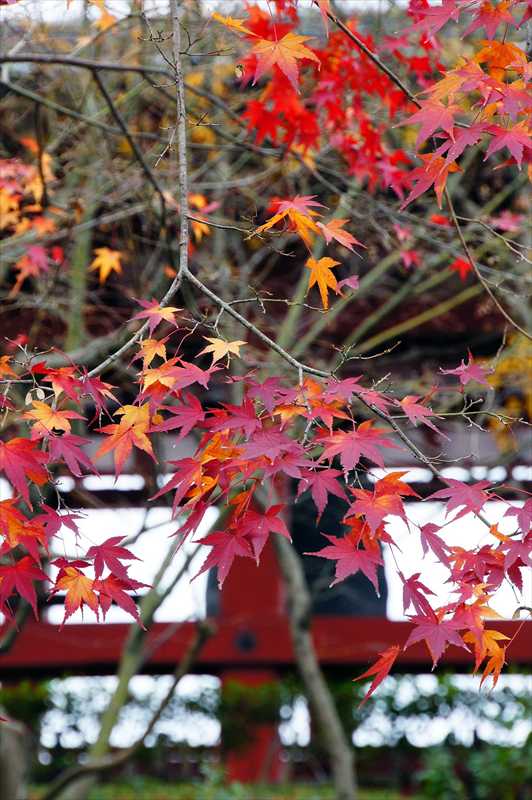 1010_洛南 宇治平等院_京都