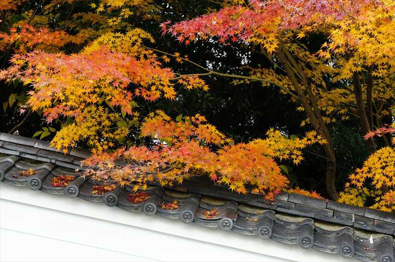 1012_洛南 宇治平等院_京都