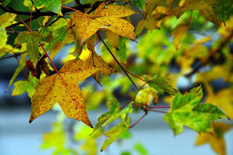 1014_洛南 宇治平等院_京都