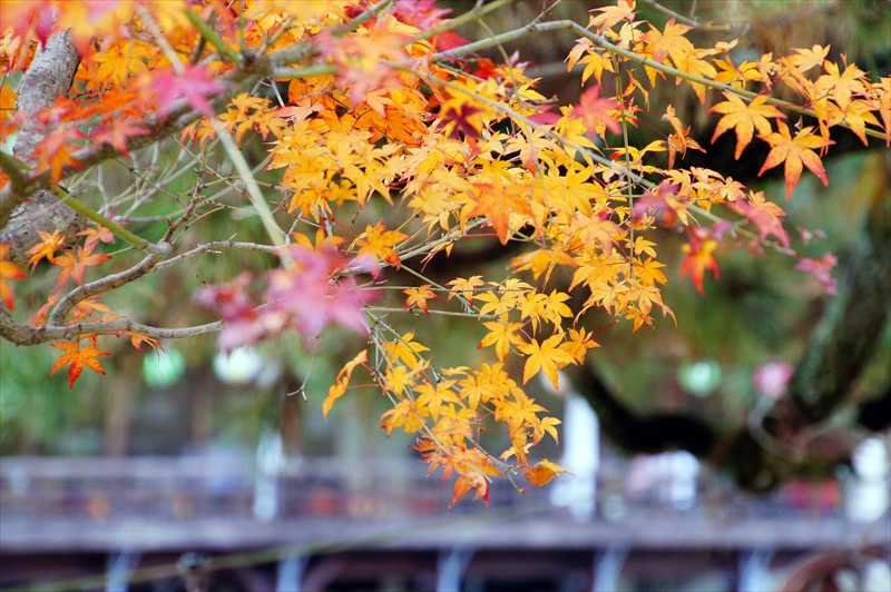 1015_洛南 宇治平等院_京都