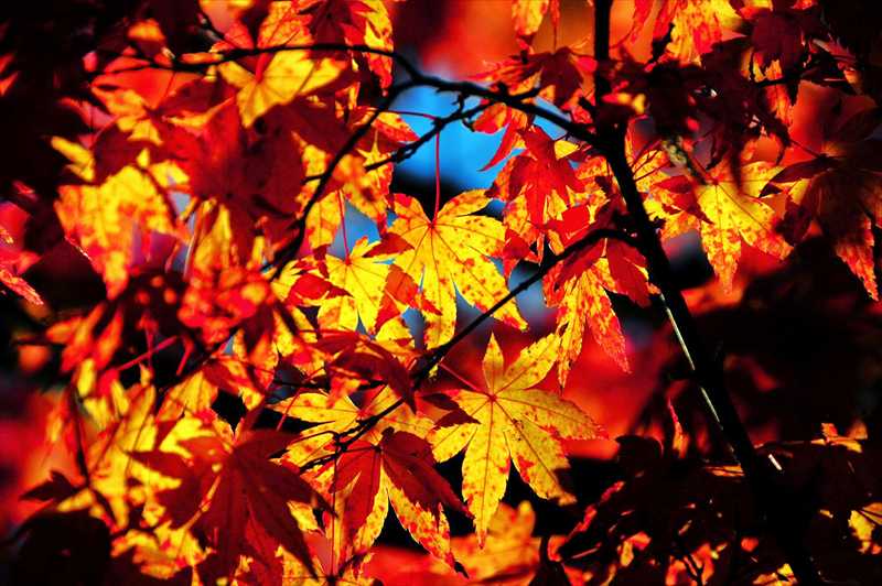 1019_游愁の美_日本