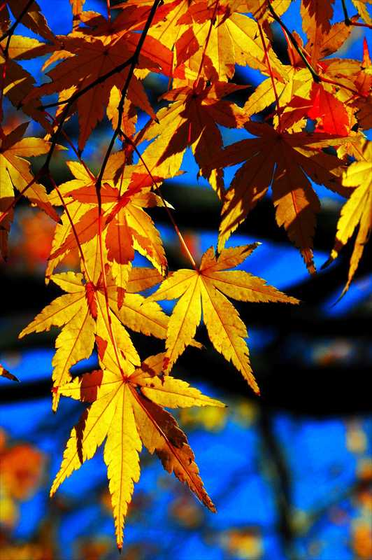 1020_游愁の美_日本