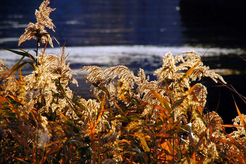 1024_游愁の美_日本