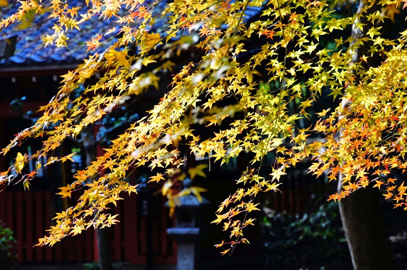 1008_京都 観音寺(山崎聖天)_京都