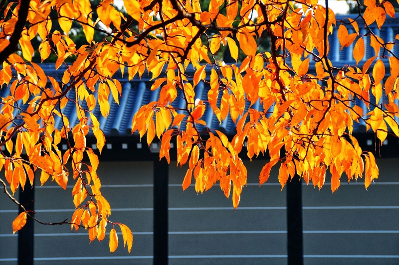 1024_洛中 京都御苑_京都