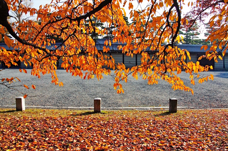 1025_洛中 京都御苑_京都