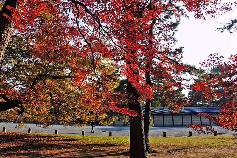 1026_洛中 京都御苑_京都