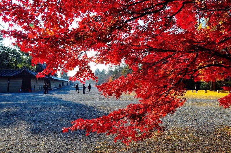 1028_洛中 京都御苑_京都