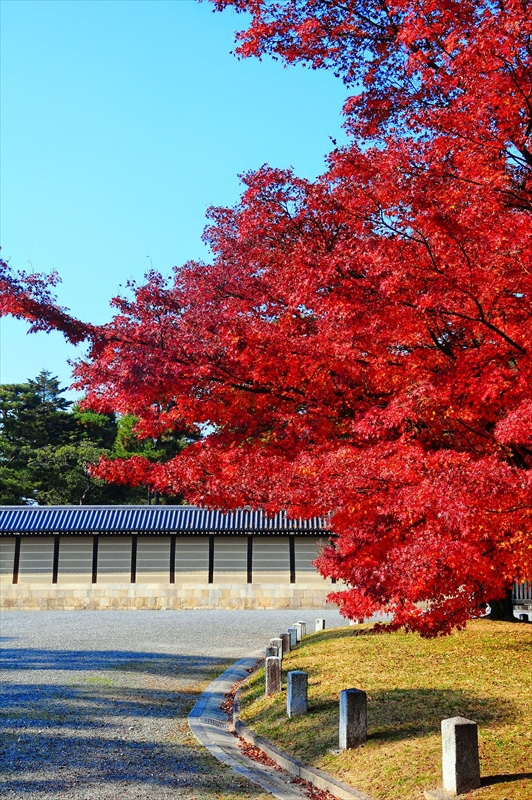 1032_洛中 京都御苑_京都