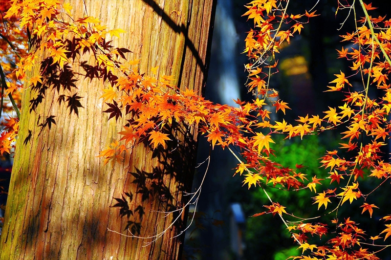 1109_洛東 南禅寺_京都