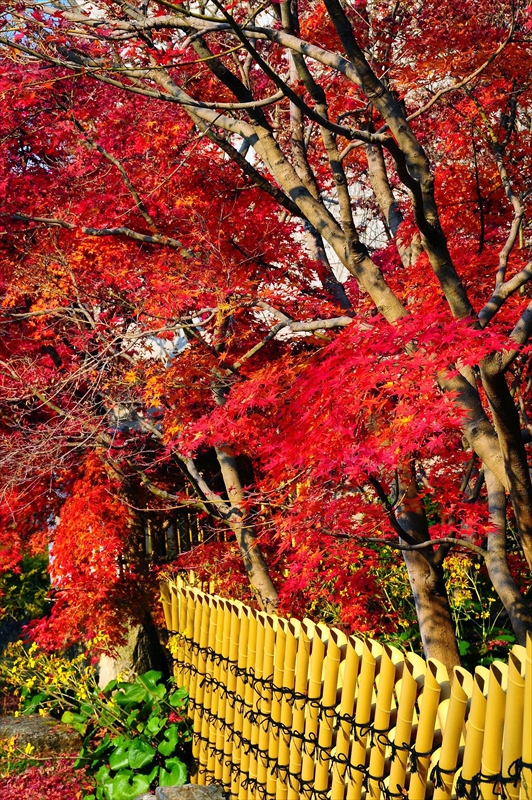 1246_洛東 永観堂_京都