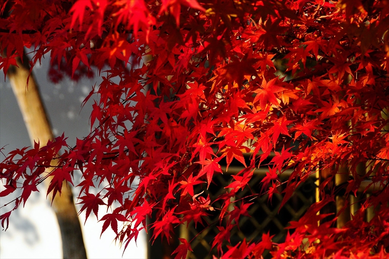 1247_洛東 永観堂_京都