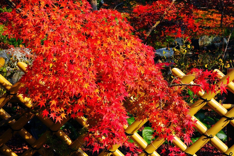 1248_洛東 永観堂_京都