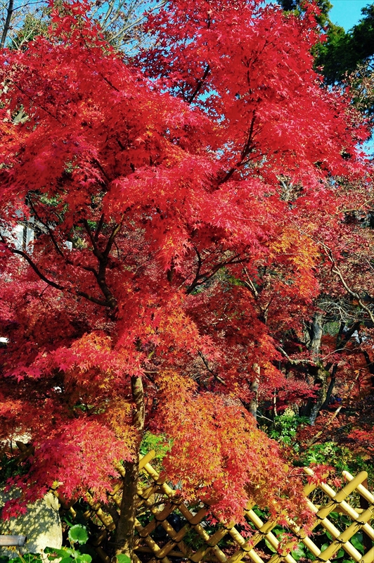 1249_洛東 永観堂_京都