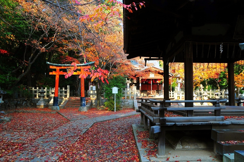 1190_洛東 竹中稲荷神社_京都