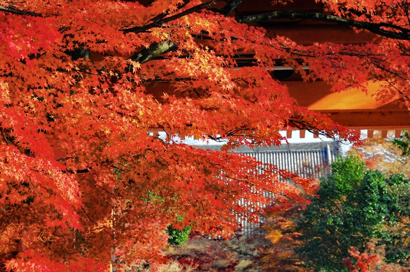 1216_洛東 真正極楽寺 (真如堂)_京都