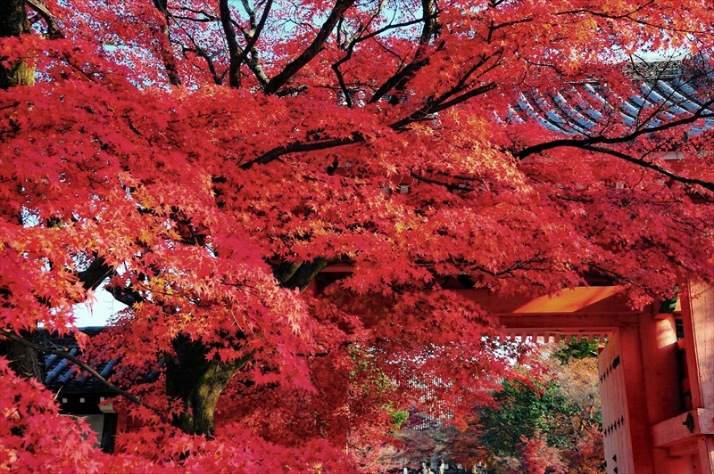 1219_洛東 真正極楽寺 (真如堂)_京都