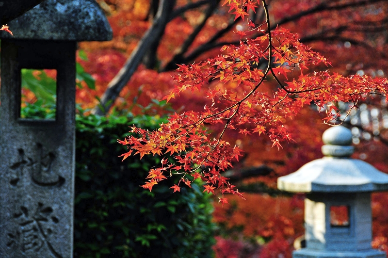 1221_洛東 真正極楽寺 (真如堂)_京都