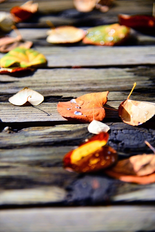 1129_横浜市新羽町_神奈川