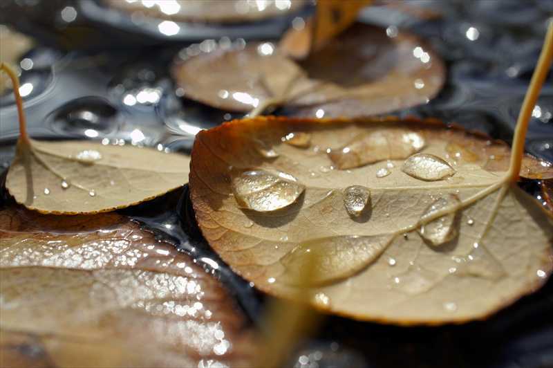 1026_游愁の美_日本