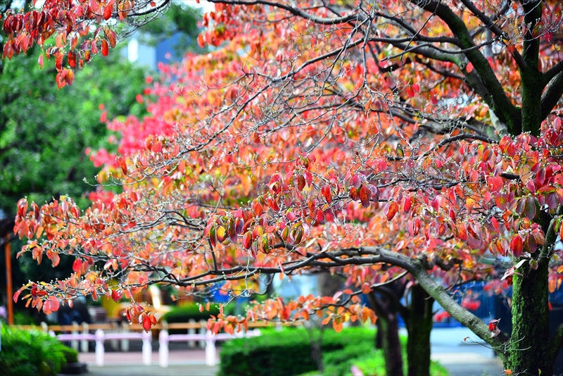 1133__横浜市新羽町_神奈川
