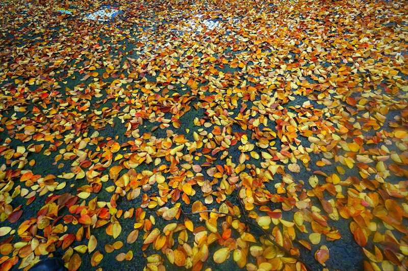 1027_游愁の美_日本