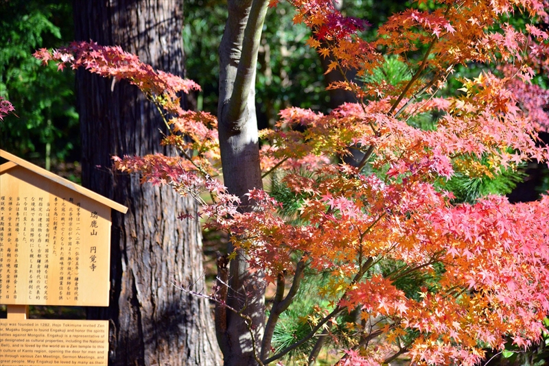 1068_鎌倉円覚寺_神奈川