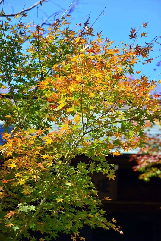 1075_鎌倉円覚寺_神奈川